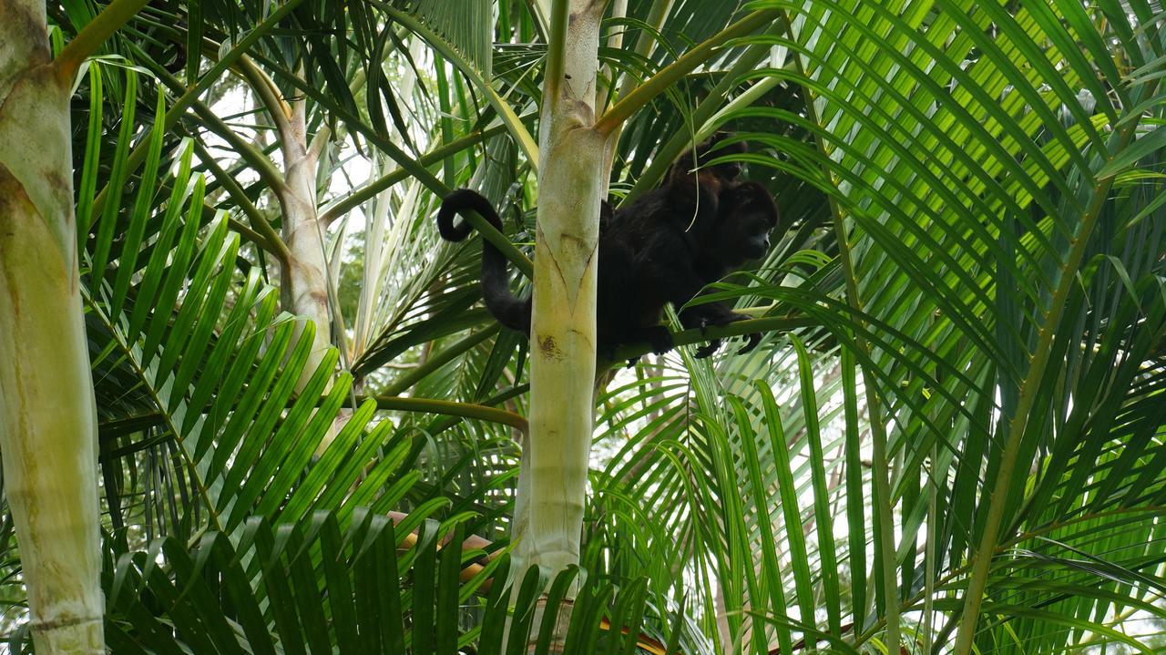 Alouatta Playa Coyote Hostel San Francisco de Coyote Bagian luar foto